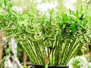 Tin tức - Ngoài mua vàng, đây là 5 thứ có thể mua trong ngày Thần Tài 2025 để cầu cầu tài lộc, sung túc và may mắn trong năm mới