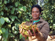 Tin tức - Giá "vàng đen" lập kỷ lục 8 năm, doanh nghiệp ẵm về 4.700 tỷ đồng