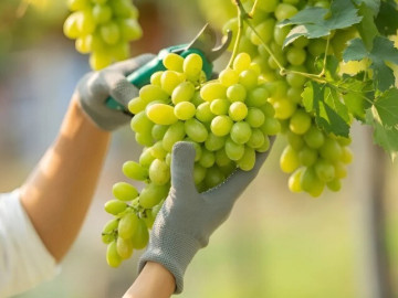 12 thực phẩm được cho là ăn gì bổ nấy, bán đầy ở chợ Việt, từ 5.000 đồng có thể mua