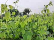 Yêu con - 6 loại rau bị nhầm tưởng là "cỏ dại", tên độc lạ nhưng cực tốt cho bé, loại thứ 4 còn bổ hơn thịt