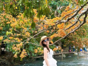 Lifestyle - Mùa hoa trang bừng sáng núi rừng Bình Định