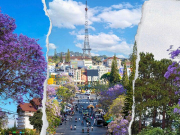 Check-in mùa phượng tím tại Đà Lạt: Lãng mạn như tranh khiến giới trẻ mê mẩn