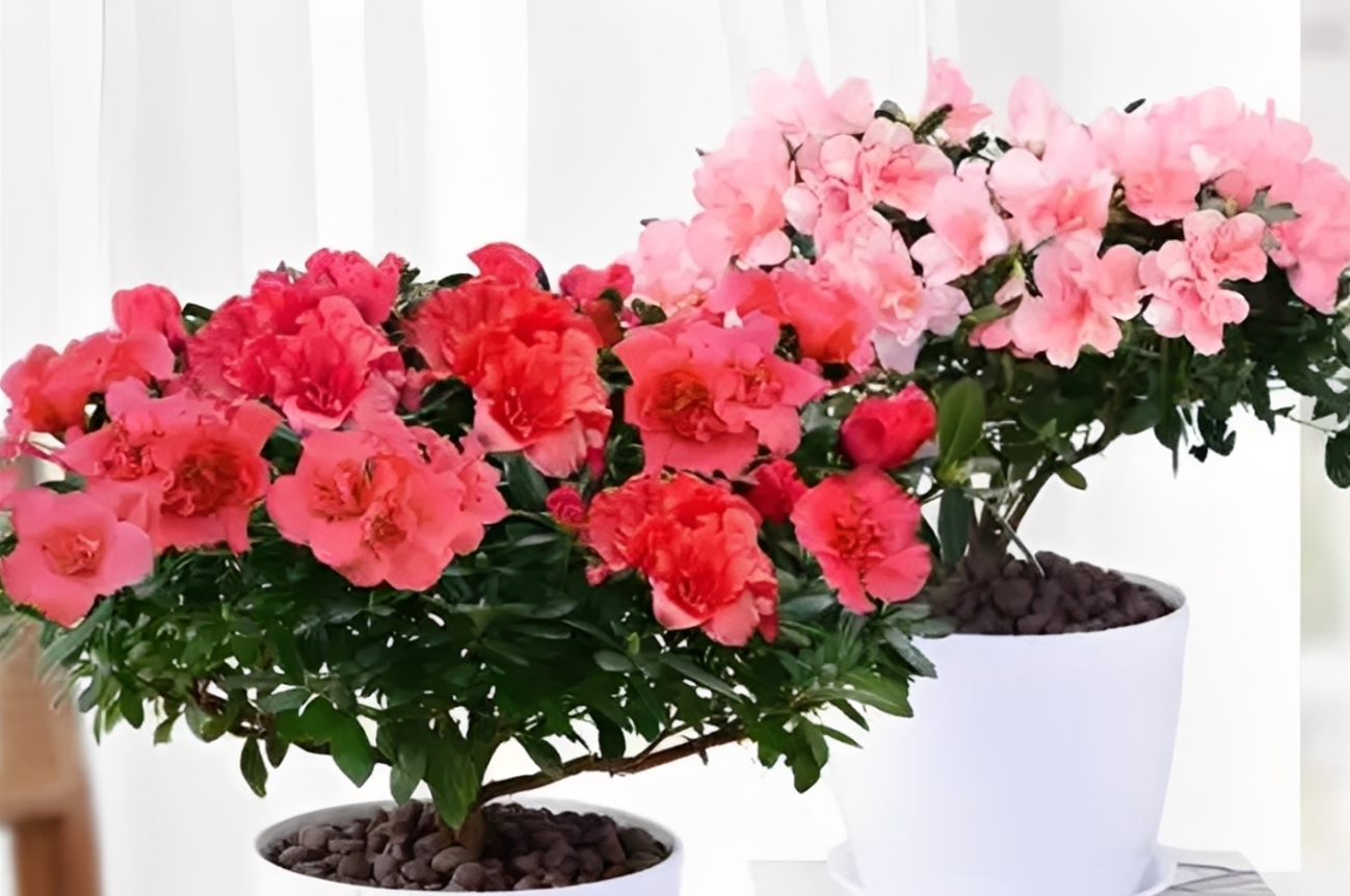 Hoa đỗ quyên nở rộ thành từng chùm dày, sắc hoa rực rỡ mang lại cảm giác sum vầy và khởi đầu cát lành cho không gian sống. Ảnh: Baidu