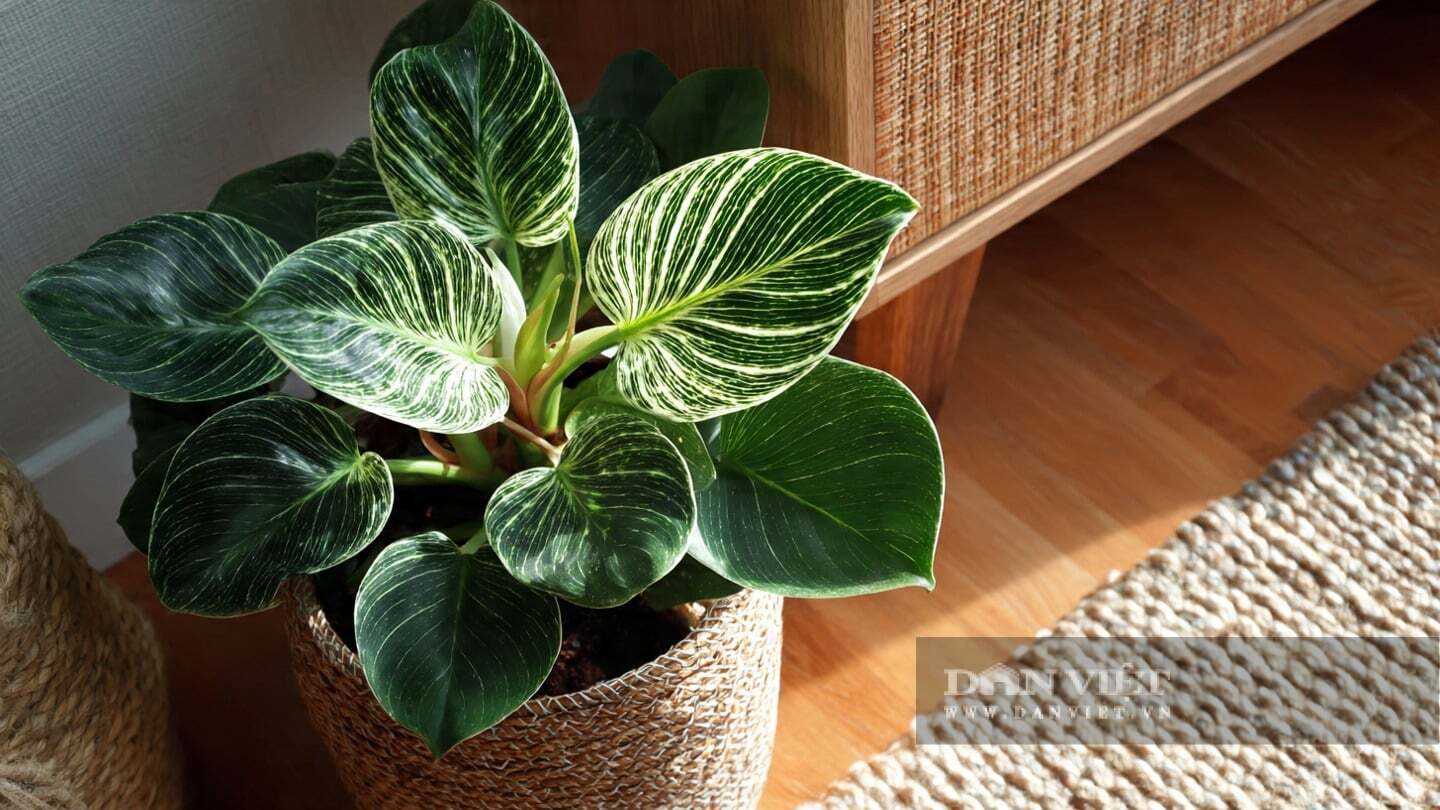 C&acirc;y cảnh trầu b&agrave; đế vương (Philodendron Birkin)