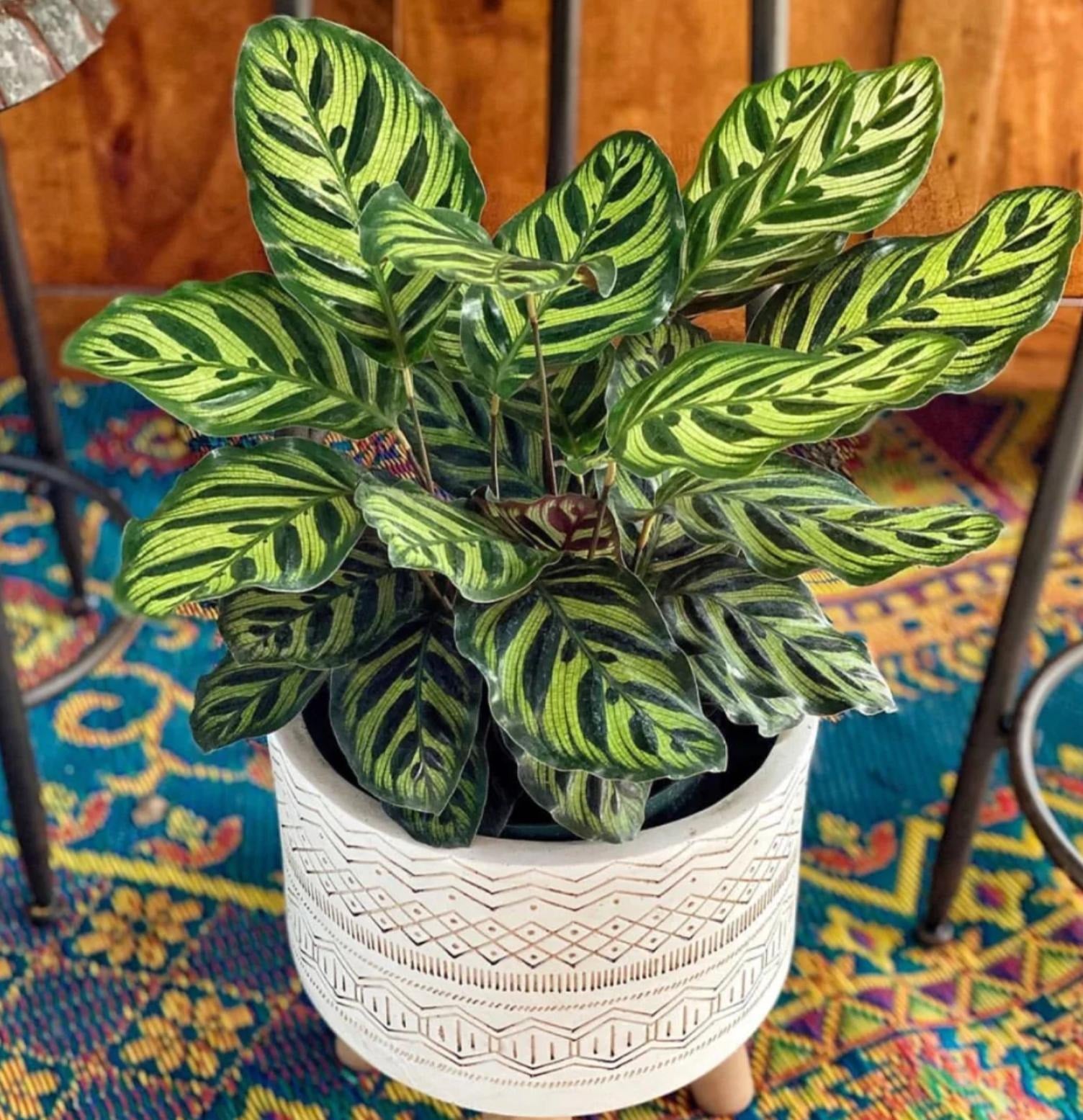 C&acirc;y cảnh cầu nguyện - đu&ocirc;i c&ocirc;ng l&agrave; những chiếc l&aacute; xanh như b&agrave;n tay x&ograve;e tươi tắn