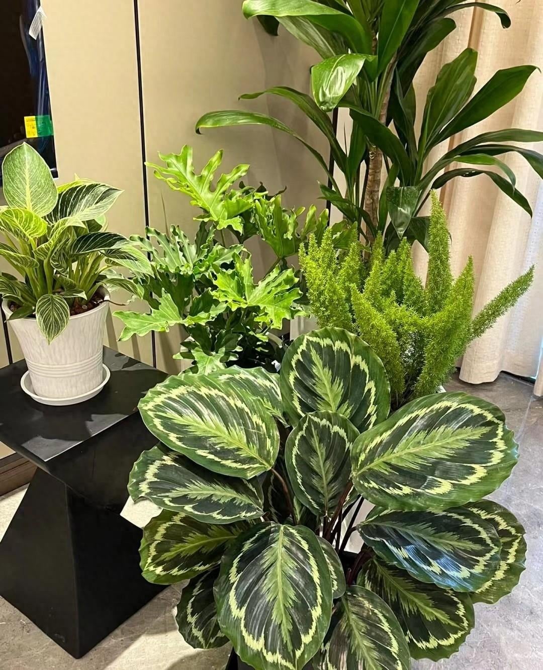 C&acirc;y cảnh n&agrave;y chịu được b&oacute;ng r&acirc;m