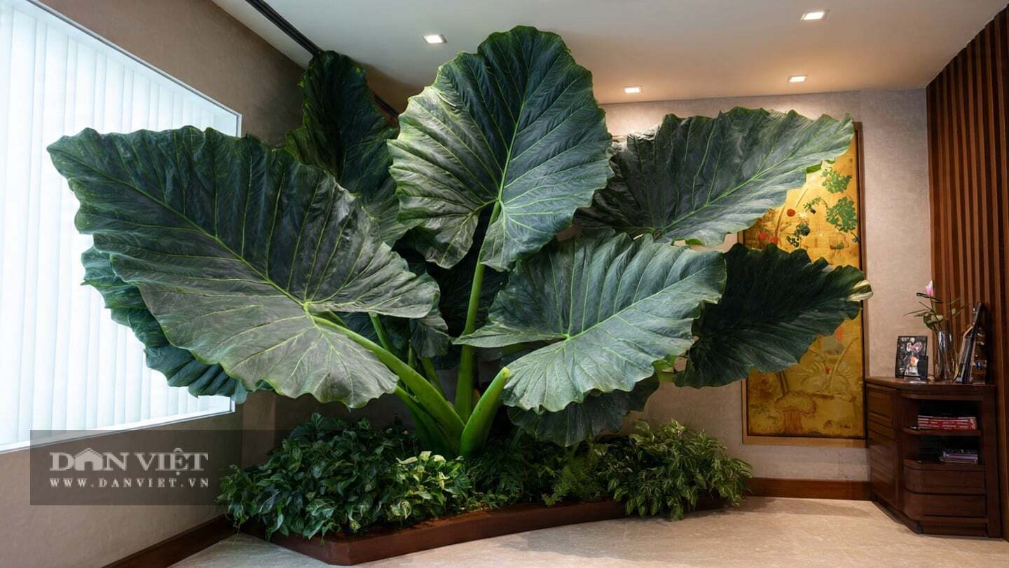 C&acirc;y cảnh n&agrave;y mang lại vẻ đẹp ấn tượng, phong c&aacute;ch