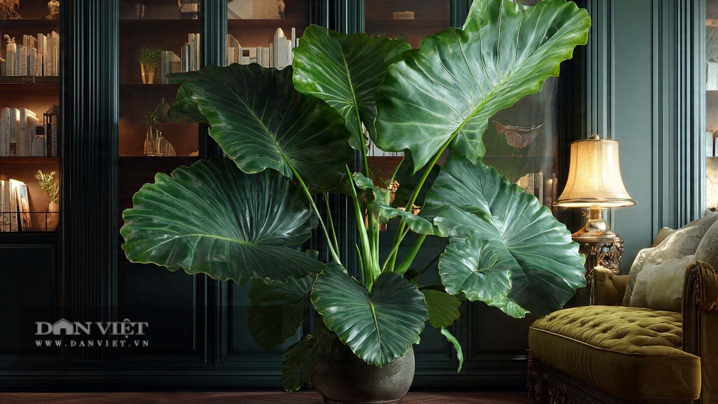 C&acirc;y cảnh n&agrave;y ph&aacute;t triển rất mạnh mẽ