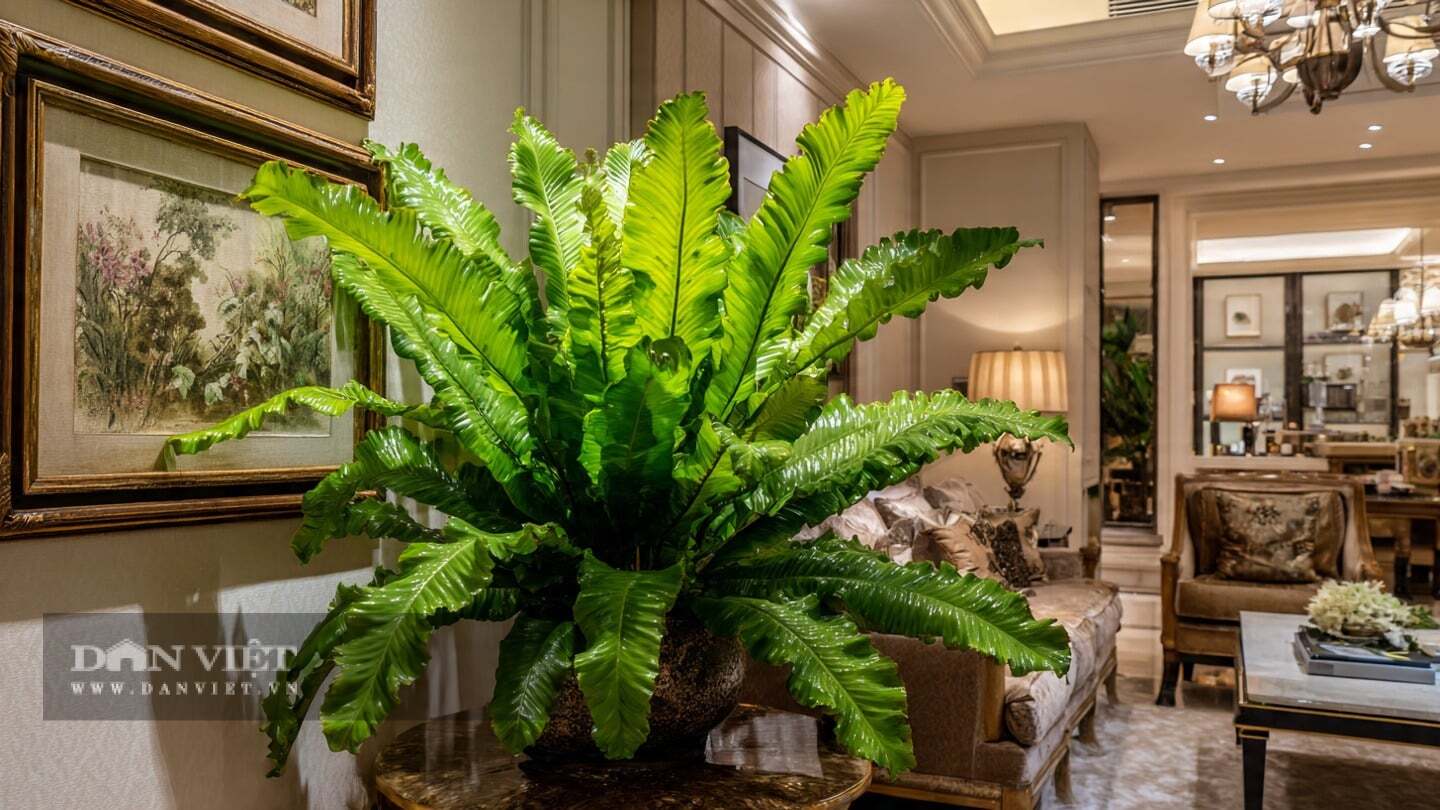 C&acirc;y cảnh n&agrave;y l&agrave; một dạng dương xỉ tổ chim