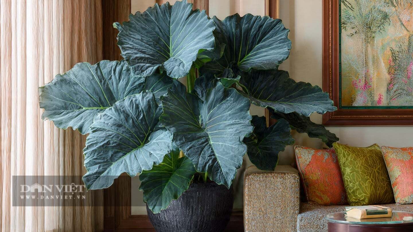 C&acirc;y cảnh rất nhạy cảm với sự thay đổi nhiệt độ đột ngột