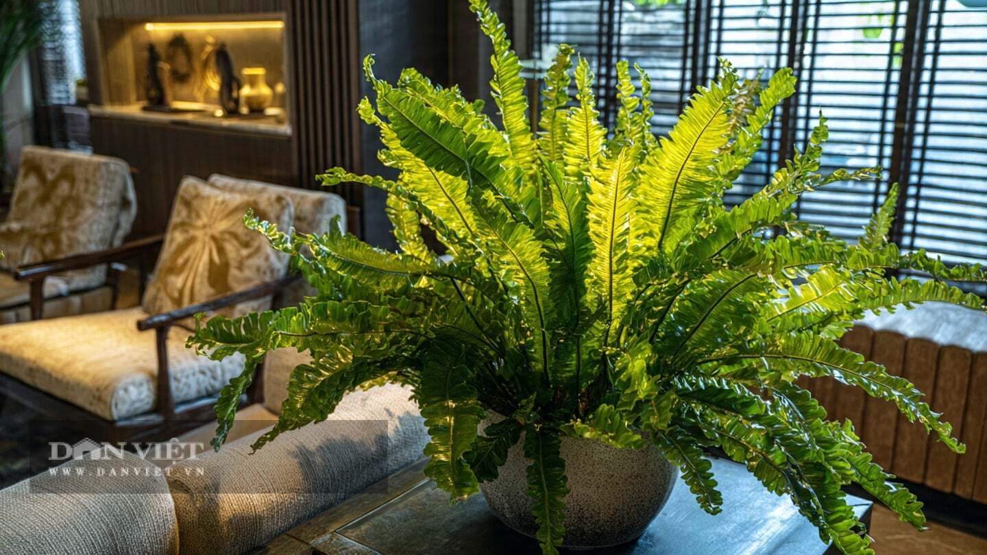 C&acirc;y cảnh cũng được cho l&agrave; mang lại may mắn, t&agrave;i lộc