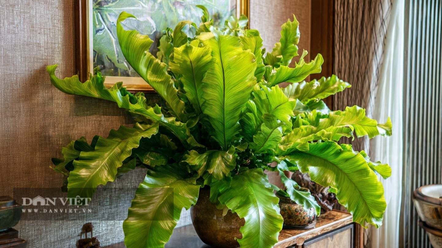 C&acirc;y cảnh cần m&ocirc;i trường &ocirc;n h&ograve;a