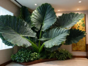 Nhà đẹp - 4 cây cảnh "ngôi sao tài lộc" của năm 2026, lá lớn, tươi xanh, tràn đầy hơi thở nhiệt đới, chiêu tài, cầu may