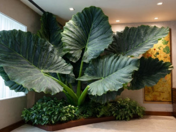 4 cây cảnh "ngôi sao tài lộc" của năm 2026, lá lớn, tươi xanh, tràn đầy hơi thở nhiệt đới, chiêu tài, cầu may