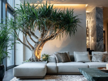 Người xưa khuyên: 3 cây cảnh bảo vệ gia đình, mang lại tài lộc, giữ cho mình là điều may mắn nhất