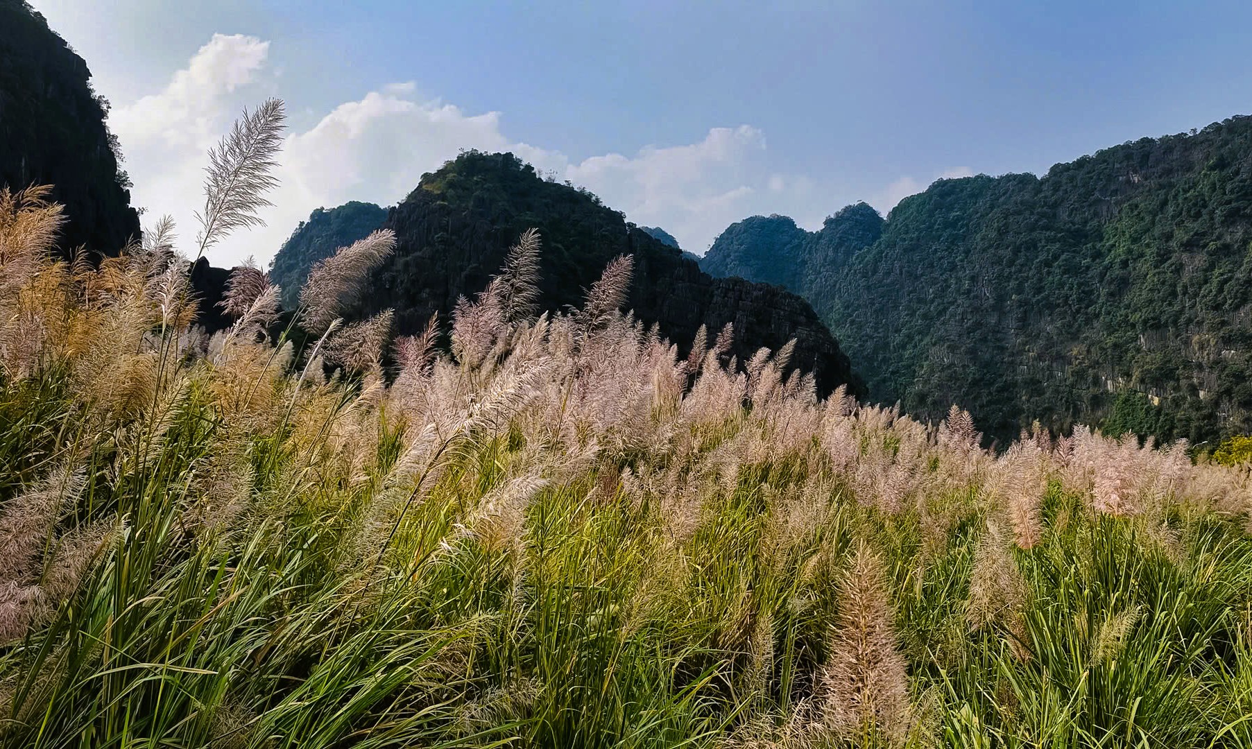 Tràng An Say Đắm Lòng Người Mùa Lau Sậy Trổ Bông Tràng An Say Đắm Lòng Người Mùa Lau Sậy Trổ Bông - 3