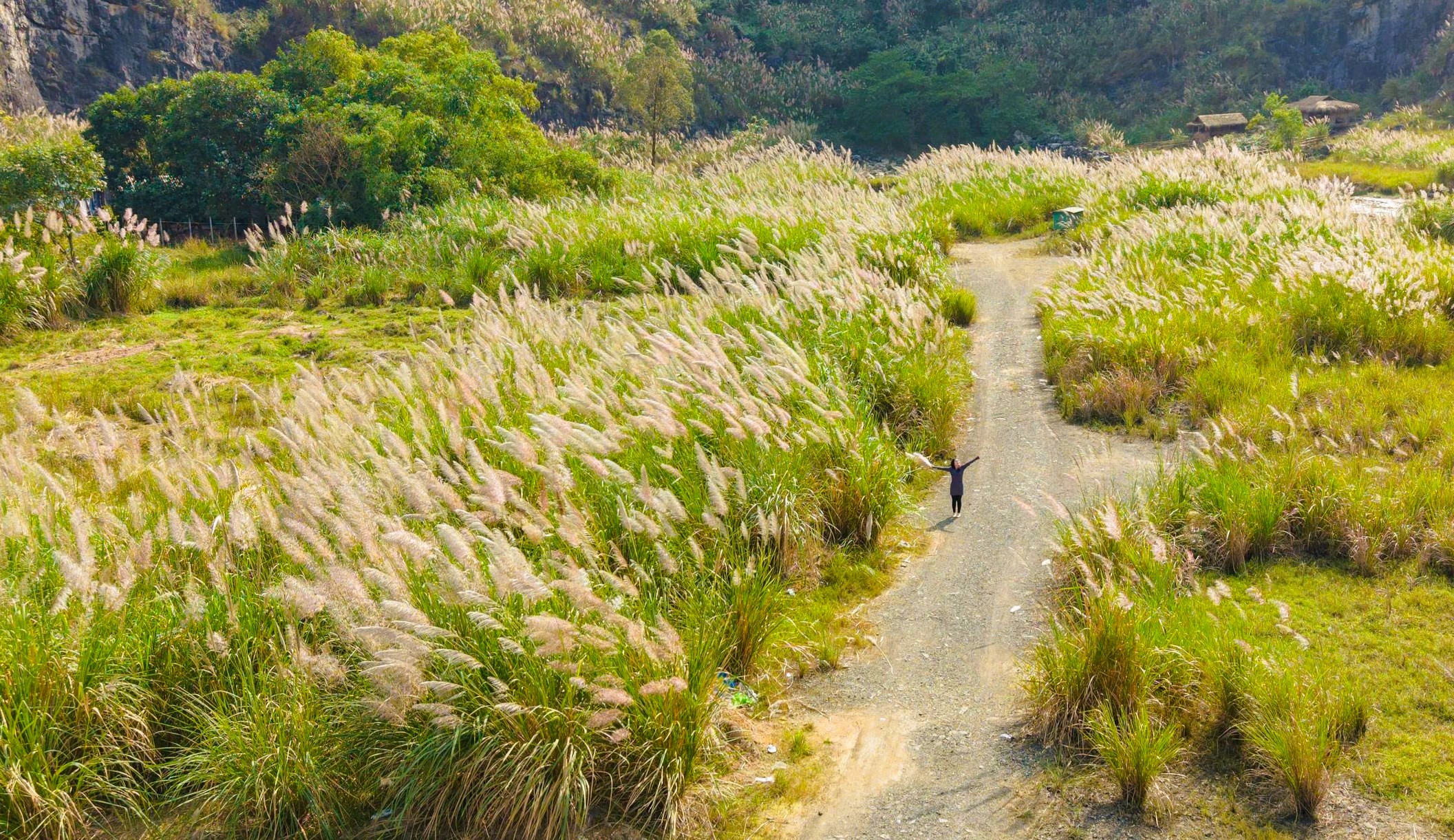 Tràng An Say Đắm Lòng Người Mùa Lau Sậy Trổ Bông Danh Thắng Tràng An Những Ngày Này Trở Nên Huyền Ảo Lạ Thường Bởi Màu Trắng Như Mây Của Những Cánh Đồng Hoa Lau. Ảnh: Ngọc Linh