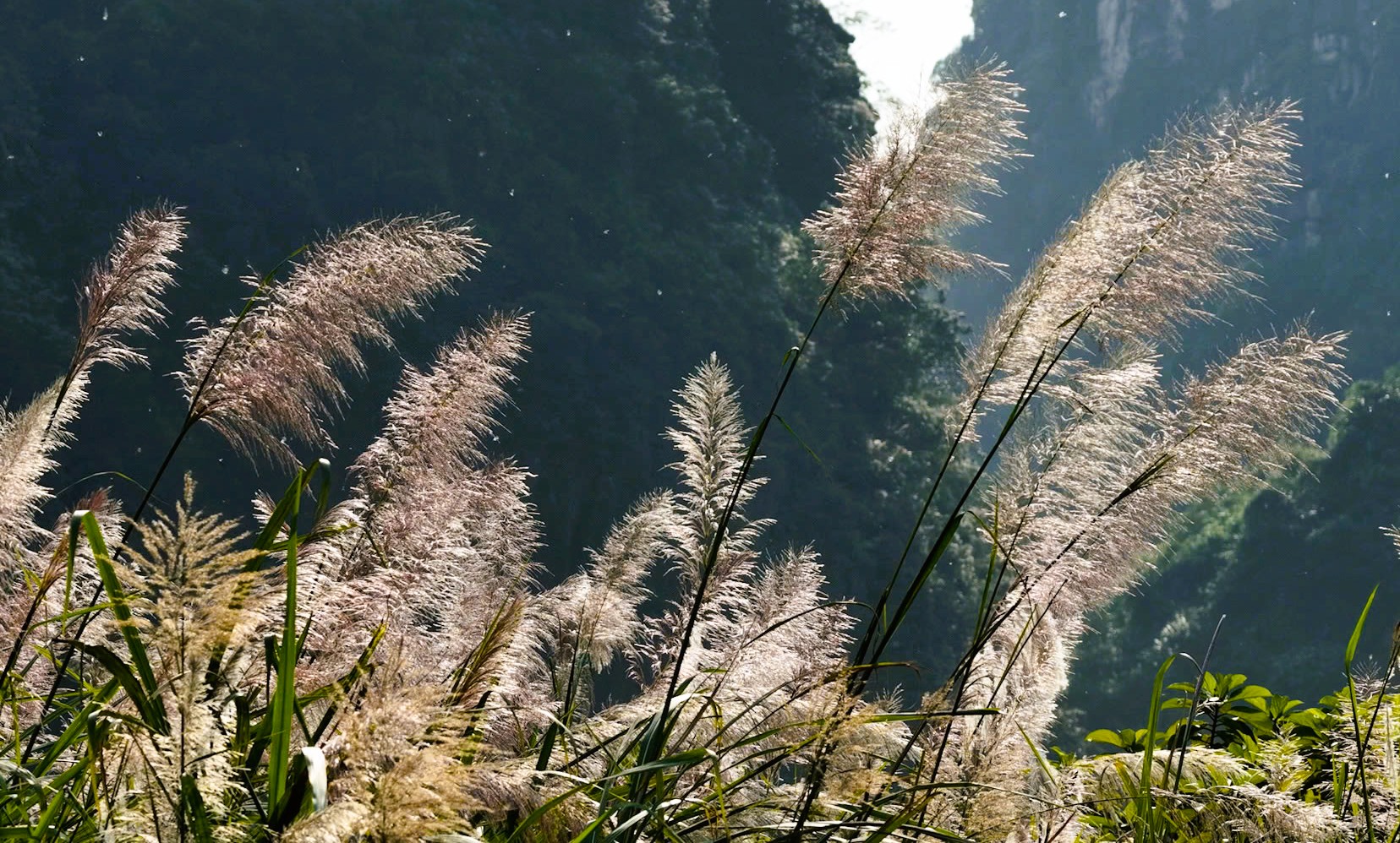 Tràng An Say Đắm Lòng Người Mùa Lau Sậy Trổ Bông Tràng An Say Đắm Lòng Người Mùa Lau Sậy Trổ Bông - 4