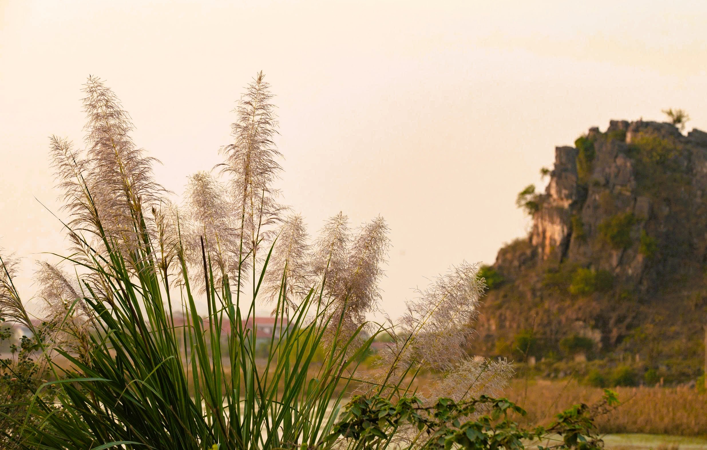 Tràng An Say Đắm Lòng Người Mùa Lau Sậy Trổ Bông Tràng An Say Đắm Lòng Người Mùa Lau Sậy Trổ Bông - 5