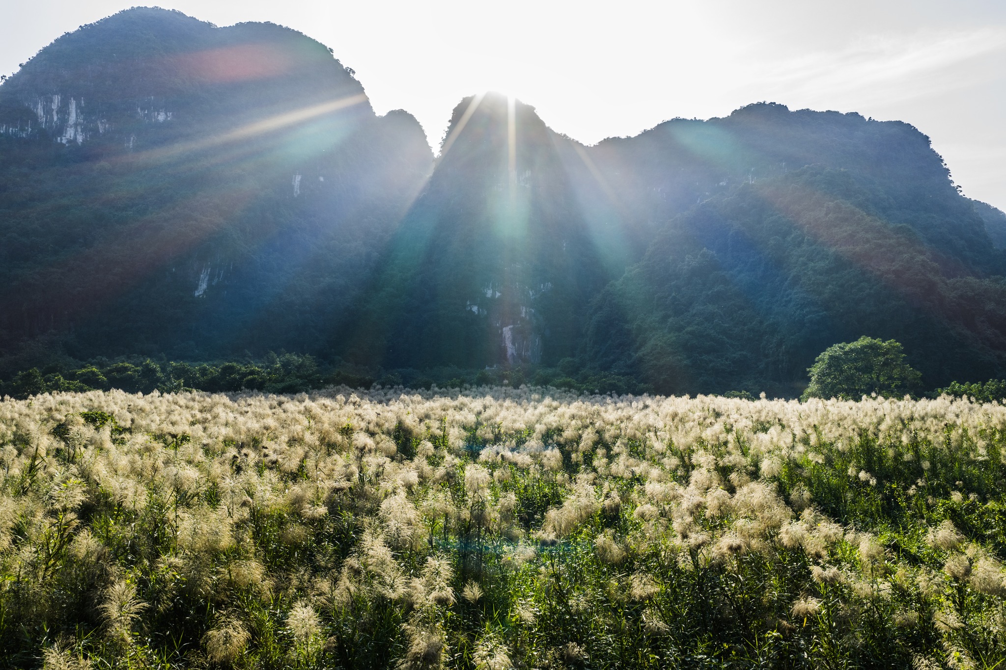 Tràng An Say Đắm Lòng Người Mùa Lau Sậy Trổ Bông Tràng An Say Đắm Lòng Người Mùa Lau Sậy Trổ Bông - 12