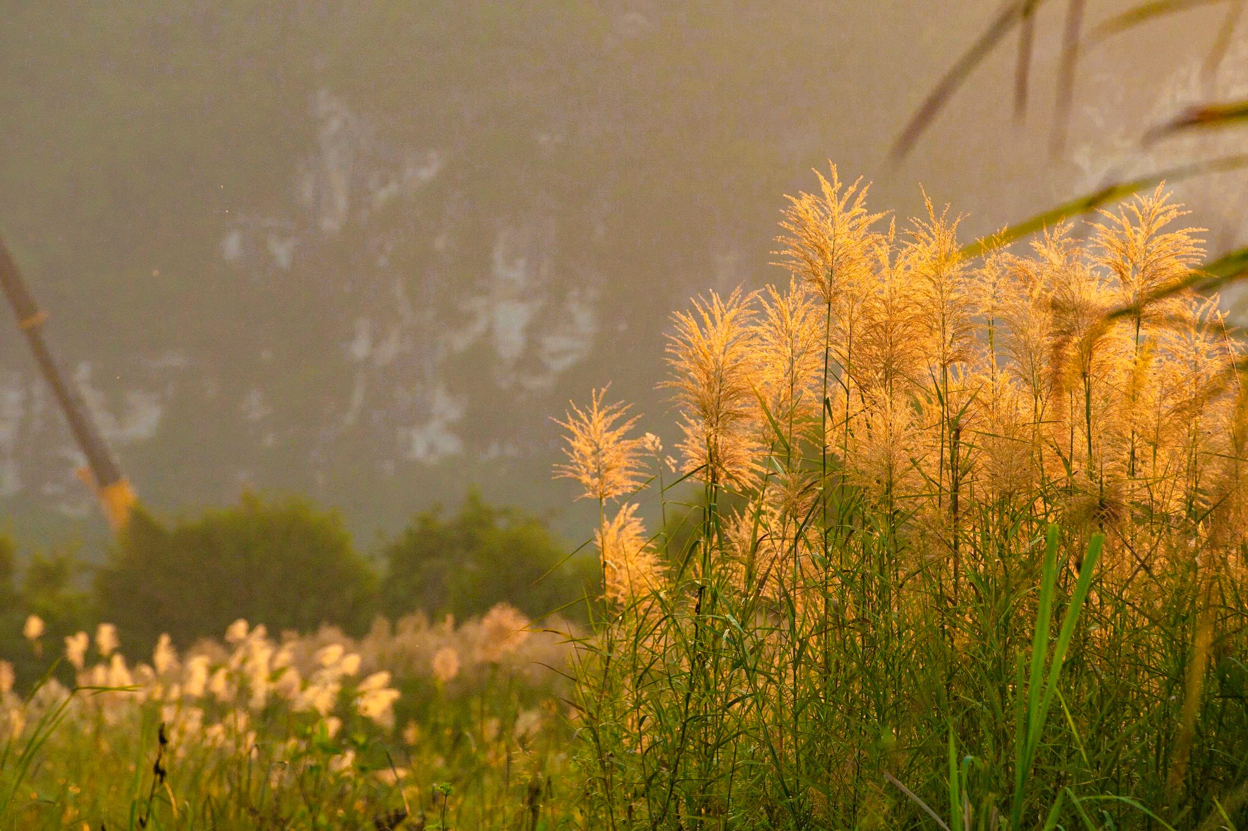 Tràng An Say Đắm Lòng Người Mùa Lau Sậy Trổ Bông Thời Điểm Hoa Lau Đẹp Nhất Là Lúc Sáng Sớm Khi Hoa Có Màu Trắng Tinh Khiết, Sau Một Thời Gian Sẽ Ngả Sang Màu Vàng
