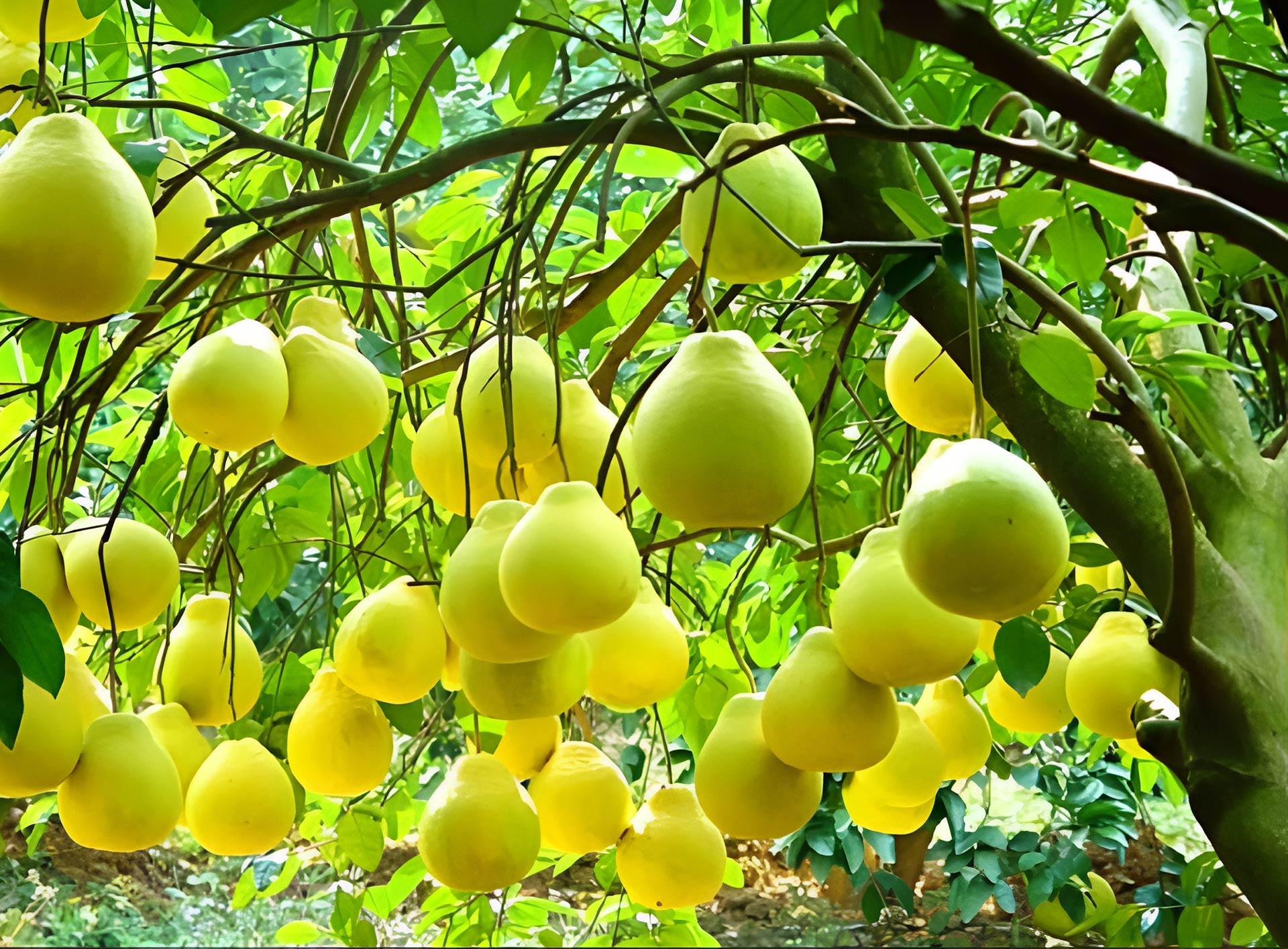 Một cây bưởi quả vàng trĩu cành biểu tượng cho tài lộc viên mãn và thú chơi cây cảnh đầy nghệ thuật của gia chủ. Ảnh: Baidu