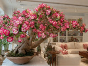 Nhà đẹp - Người xưa dặn: 3 cây cảnh như kho vàng xanh, báu vật gia truyền, càng trồng lâu càng hái vàng, chiêu bạc