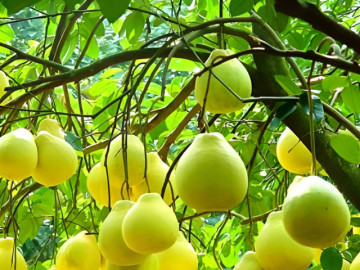 Cây bưởi trong phong thủy: Vì sao được coi là 'kho lộc' của nhiều gia đình?