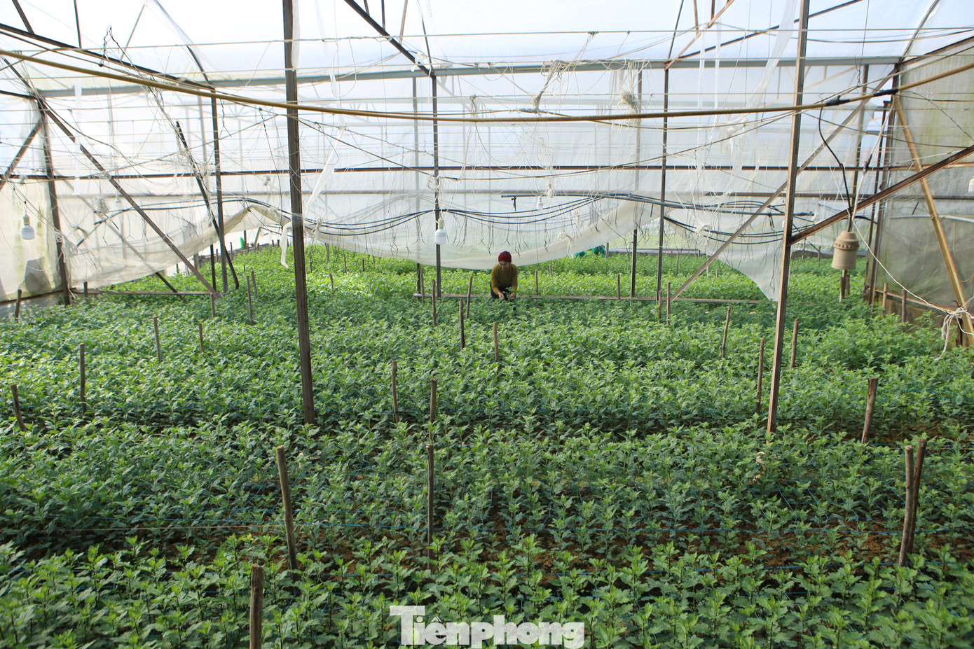 Người dân thắp đèn xuyên đêm amp;#34;thúcamp;#34; hoa Tết - 5