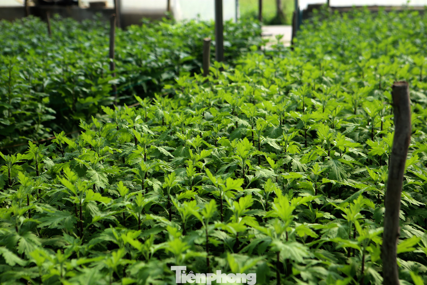 Làng hoa Toàn Lưu là làng nghề truyền thống có từ lâu đời. Trải qua thời gian, nghề trồng hoa tại đây không ngừng phát triển, trở thành sinh kế chính của nhiều hộ dân, đặc biệt là vào dịp Tết Nguyên đán.