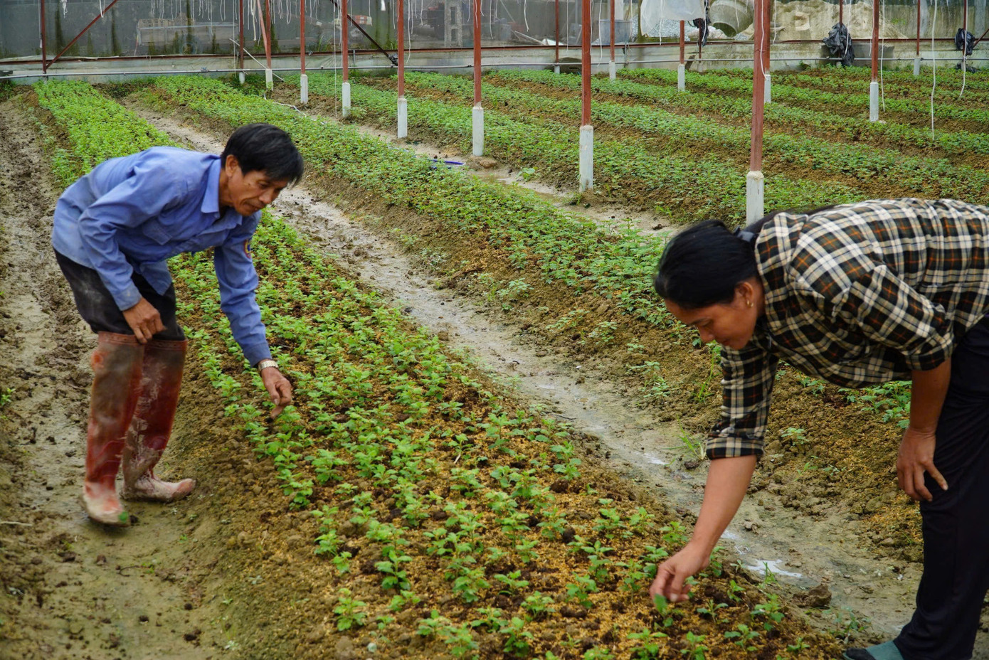 Người dân thắp đèn xuyên đêm amp;#34;thúcamp;#34; hoa Tết - 7