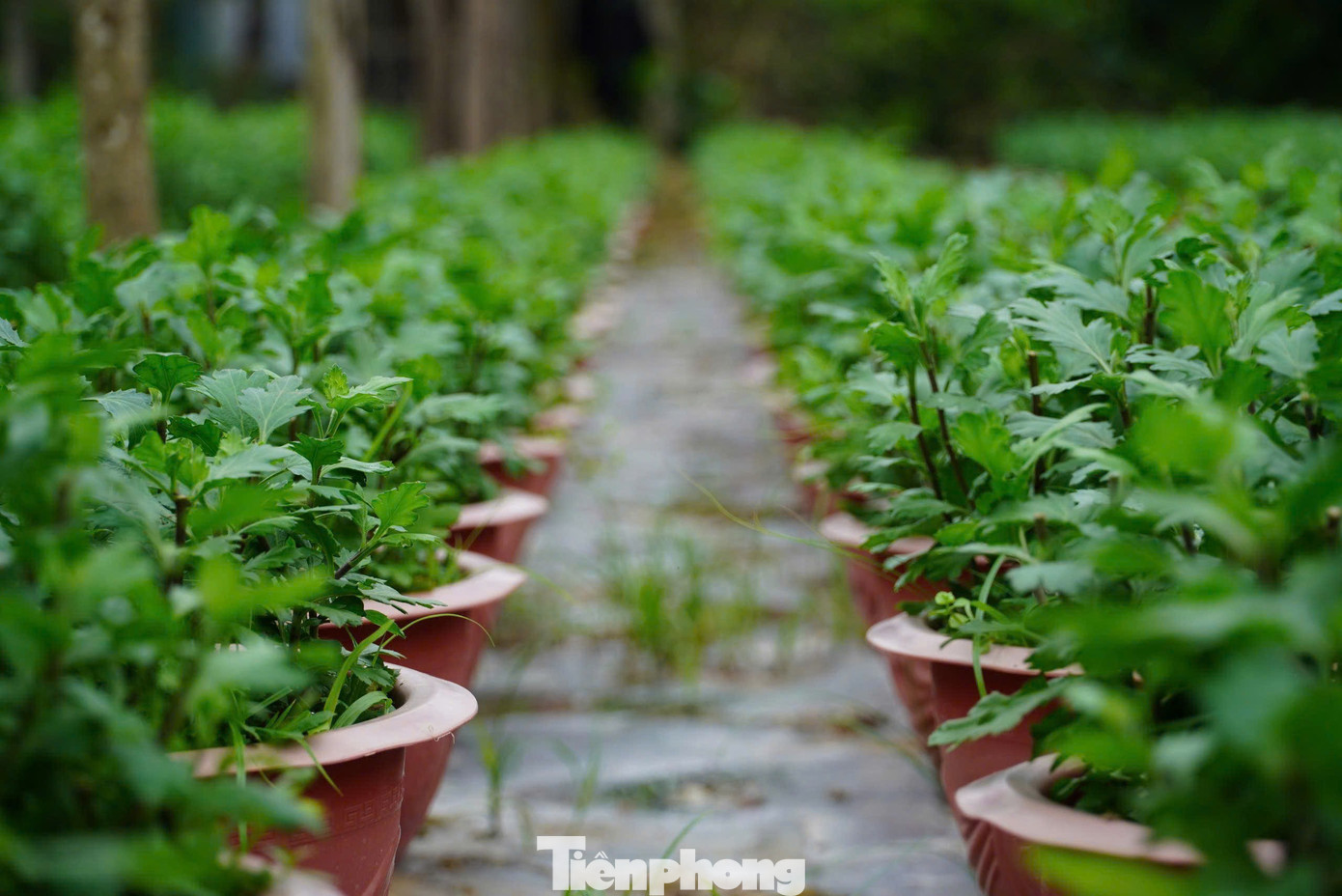 Hoa cúc tại đây đa dạng về chủng loại, như cúc vàng, cúc lan tím, cúc tứ quý... Người dân trồng tại luống và trồng chậu để phục vụ nhu cầu thị trường.