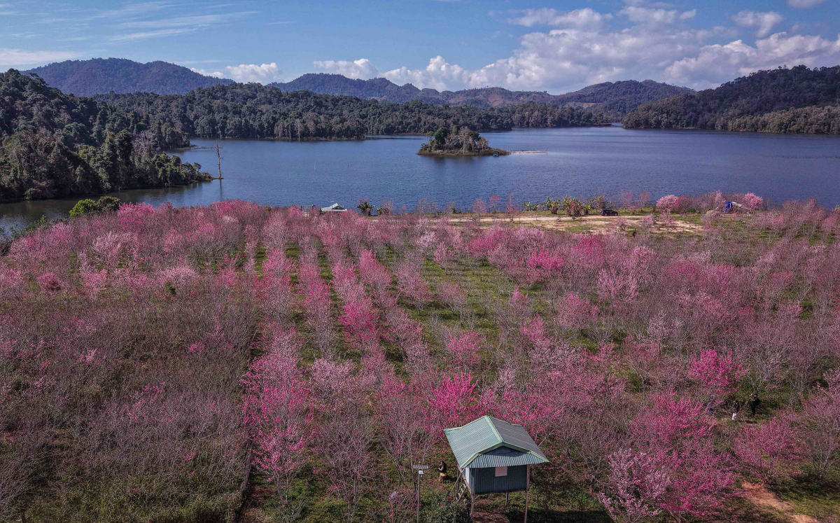 Đầu Năm Mới, Hàng Nghìn Gốc Hoa Anh Đào Nhật Bản Tại Khu Vực Hồ Pá Khoang, Xã Mường Phăng, Tỉnh Điện Biên Bung Nở, Tạo Nên Sắc Hồng Nổi Bật Giữa Lòng Hồ. Khu Vực Trồng Hoa Nằm Trên Hòn Đảo Nhỏ Giữa Lòng Hồ Thủy Điện Pá Khoang, Cách Trung Tâm Tỉnh Khoảng 20 Km, Thường Được Người Dân Và Du Khách Gọi Là Đảo Hoa Của Điện Biên.