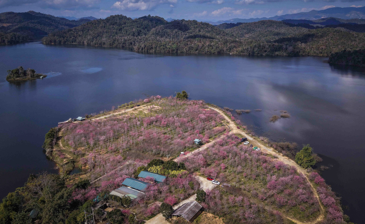 Anh Trịnh Xuân Tư, Nhiếp Ảnh Gia Tại Điện Biên, Cho Hay Năm Nay Hoa Anh Đào Nở Sớm Hơn So Với Năm Ngoái, Vào Mùa Từ Cuối Tháng 12/2025. Mật Độ Hoa Nở Dày Và Đồng Đều. Tùy Thời Tiết Từng Năm, Thời Gian Nở Có Thể Chênh Lệch, Mùa Hoa Thường Kéo Dài Khoảng Hai Tháng.