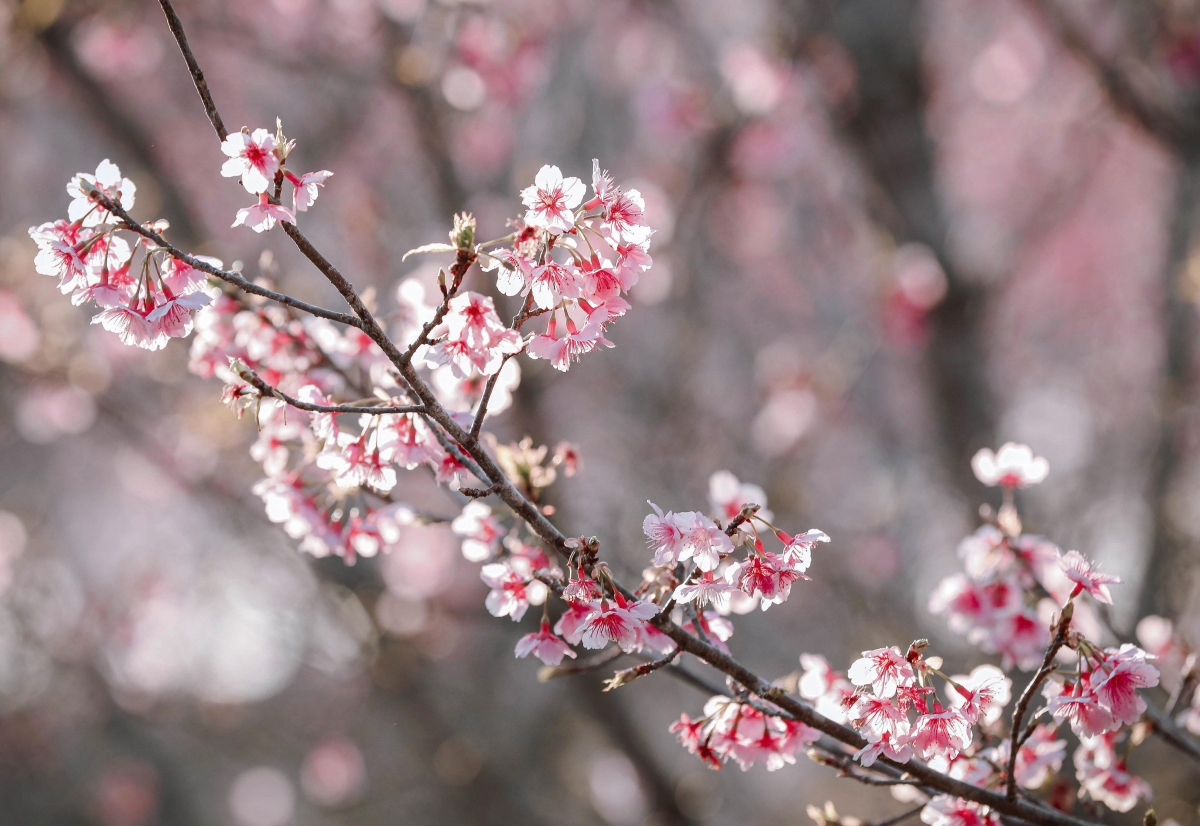 Đảo Hoa Nằm Ở Độ Cao Hơn 1.000 M, Khí Hậu Mát Mẻ, Nhiệt Độ Thấp Hơn Khu Vực Xung Quanh, Phù Hợp Với Việc Trồng Các Giống Anh Đào Nhật Bản. Hiện, Khu Vực Này Khoảng 20 Giống Khác Nhau, Màu Sắc Đa Dạng. Nhiều Cây Cao 6-7 M, Càng Lớn Tuổi Càng Cho Hoa Dày.