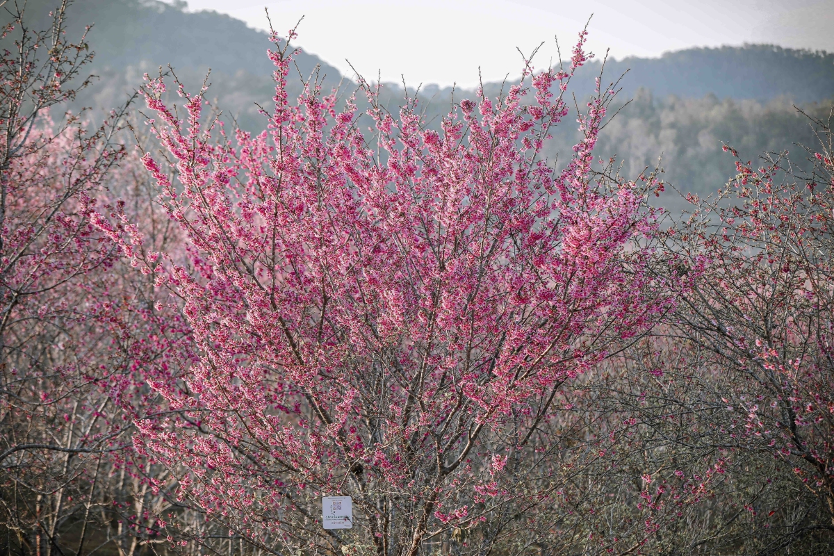 Các Cây Hoa Anh Đào Đều Được Gắn Thẻ Với Mã Qr Để Khách Tham Quan Tìm Hiểu Về Giống Cây. Từ Khu Vực Vườn Hoa, Du Khách Có Thể Phóng Tầm Mắt Về Núi Pu Tó Cọ, Nơi Từng Là Đài Quan Sát Trong Chiến Dịch Điện Biên Phủ, Tạo Điểm Nhấn Kết Hợp Giữa Cảnh Quan Thiên Nhiên Và Giá Trị Lịch Sử.