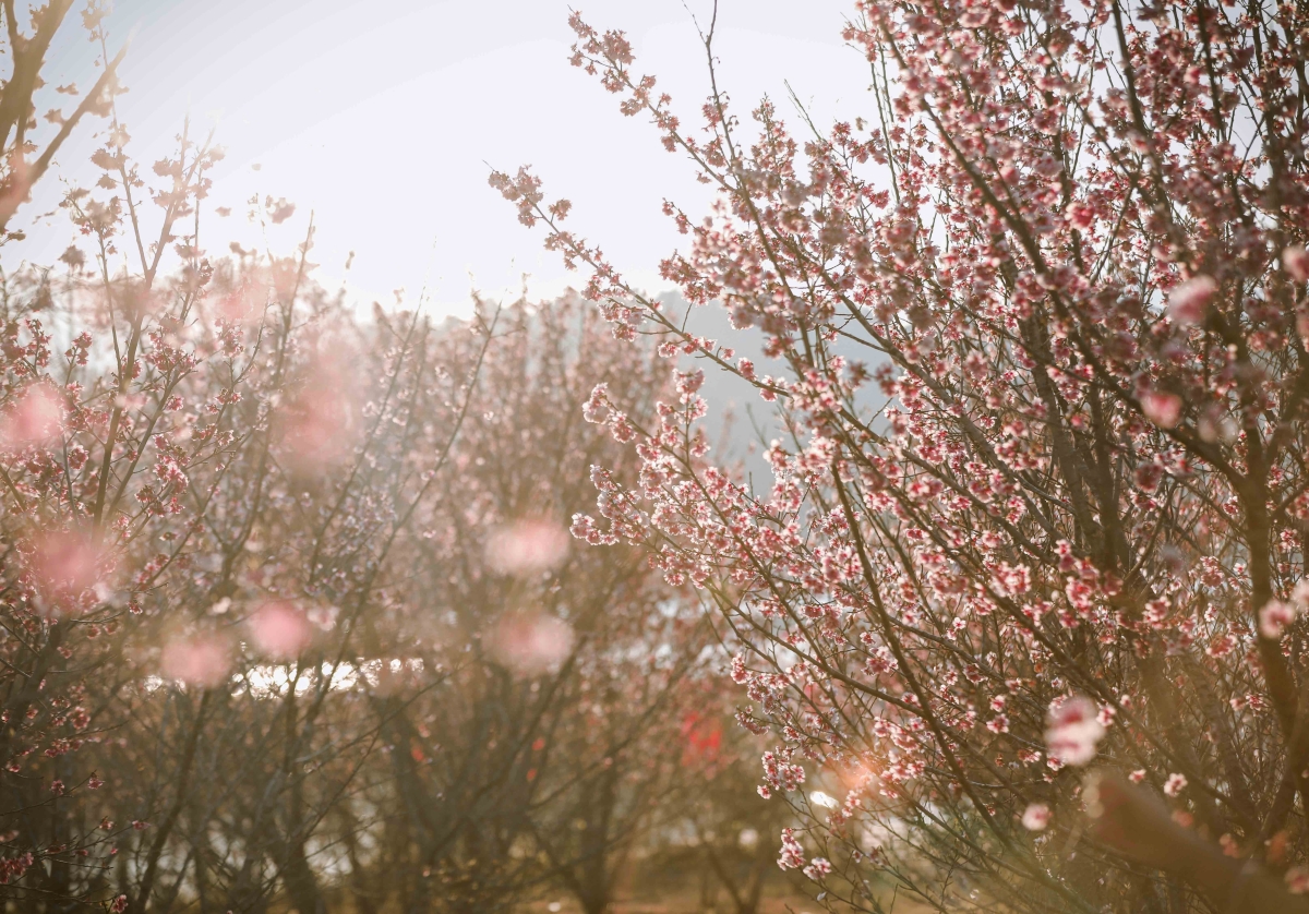 Từ 10 Cây Hoa Anh Đào Đầu Tiên, Ông Lệ Nhân Giống Được Trên 1.000 Cây Sau 7 Năm. Sau 20 Năm Chăm Sóc, Hiện Đảo Hoa Anh Đào Có Hơn 300.000 Cây, Phần Lớn Là Cây Giống 1-2 Năm Tuổi.