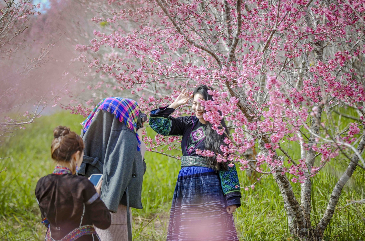 Dịp Đầu Năm, Đảo Hoa Thu Hút Nhiều Khách Đến Tham Quan, Chụp Hình. Vé Tham Quan Vườn Hoa Giá 50.000 Đồng Mỗi Lượt. Ngoài Phục Vụ Du Lịch, Cây Hoa Anh Đào Tại Vườn Còn Được Các Đơn Vị Trong Nước Và Tổ Chức Nước Ngoài Đang Hoạt Động Tại Việt Nam Mua Để Trồng. Những Cây Được Lựa Chọn Thường Cao Khoảng 1 M Và Ra Hoa Sau 2-3 Năm.