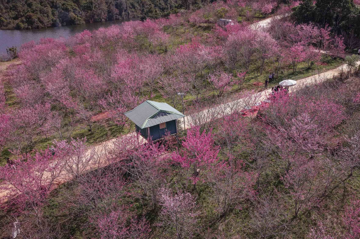 Đại Diện Sở Văn Hóa Thể Thao Và Du Lịch Tỉnh Điện Biên Cho Biết Vào Ngày 9-11/1/2026 Tới Đây, Tại Đây Sẽ Diễn Ra Lễ Hội Hoa Anh Đào. Sự Kiện Này Được Tổ Chức Thường Niên Với Các Hoạt Động Văn Hóa, Nghệ Thuật, Trải Nghiệm Văn Hóa Các Dân Tộc, Giới Thiệu Ẩm Thực, Sản Phẩm Địa Phương.