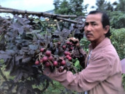 Tin tức - Cực phẩm nhãn đỏ ngày Tết "đột biến" mang sắc màu may mắn, tài lộc từ bàn tay ông nông dân Vĩnh Long