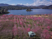 Lifestyle - Anh đào Nhật Bản bung nở giữa rừng ở Điện Biên