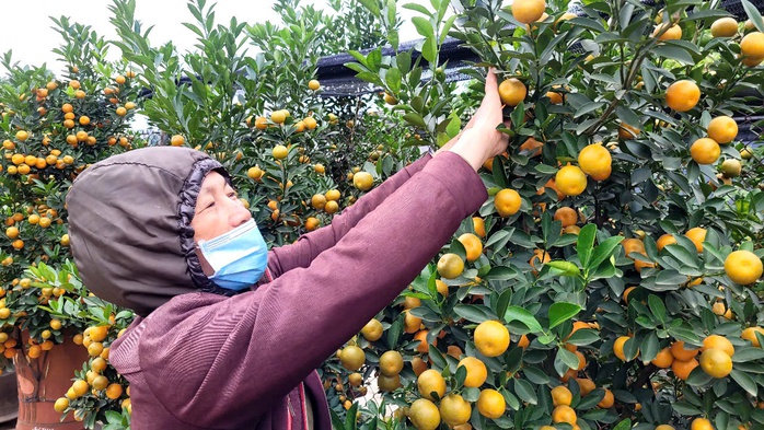 Quất Tết ở Tứ Liên đã được nhiều khách hàng đặt mua từ sớm