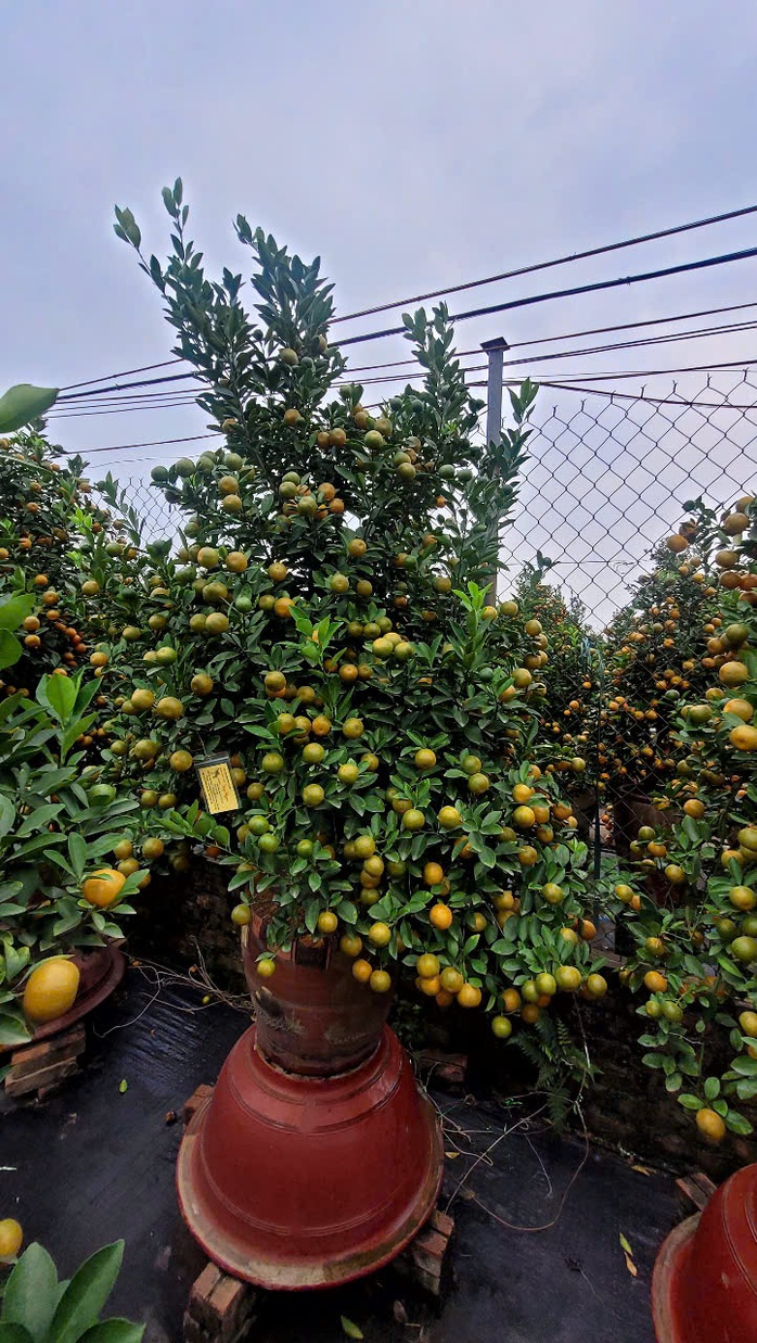 Những bình quất đã được gắn tên khách hàng đặt trước