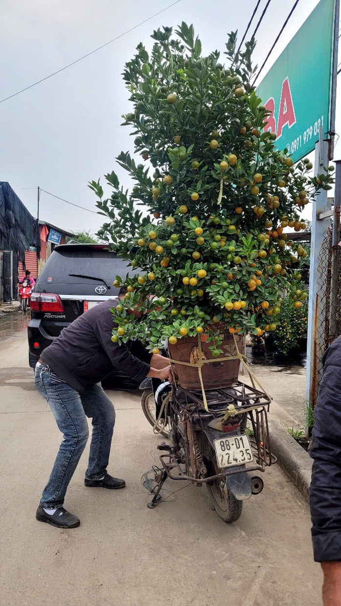 VIDEO: amp;#34;Thủ phủamp;#34; quất Tết ở Hà Nội nóng lên từ rất sớm - 4