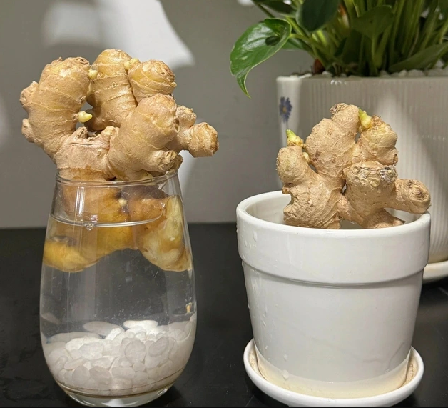 strongChọn những củ gừng già để tiến hành ươm và trồng gừng phong thủy đón Tết. Ảnh internet./strong