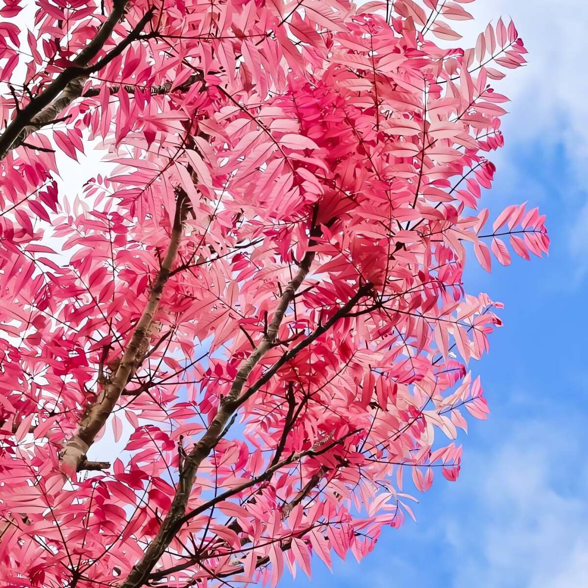 Cây cảnh này rất tươi đẹp, ăn ngon