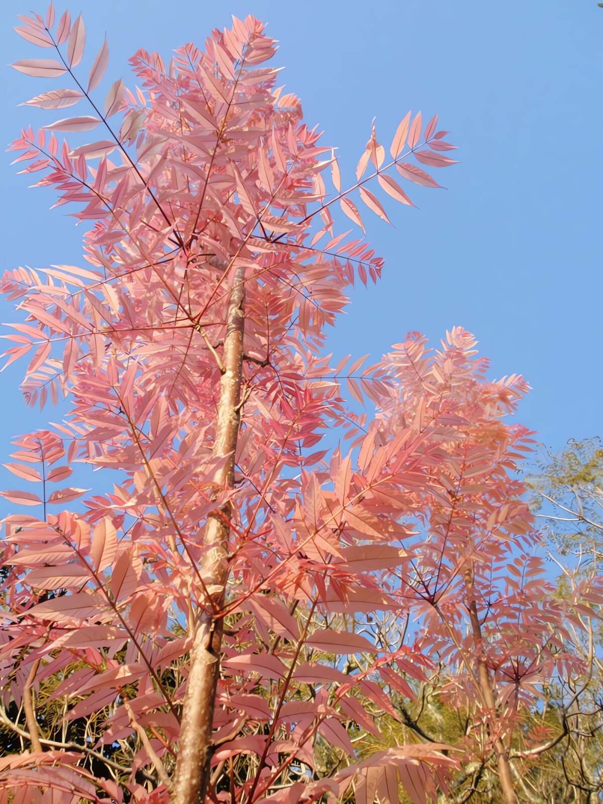 Điều đặc biệt của cây cảnh hương xuân là tán lá. Ảnh minh họa subtropicalgarden