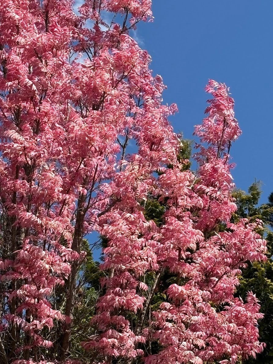 Người xưa cho rằng, ăn chồi cây cảnh này là để thưởng thức hương vị mùa xuân.