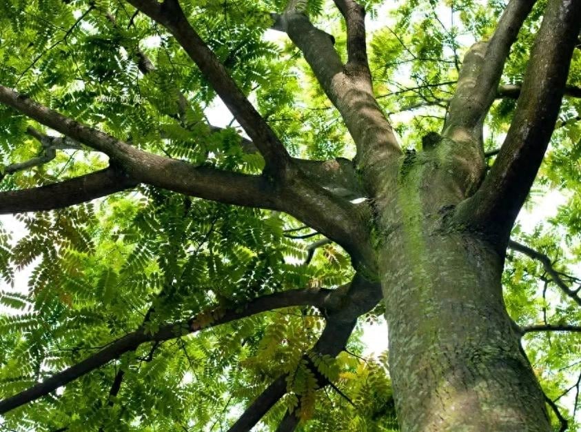 Là loại gỗ quý