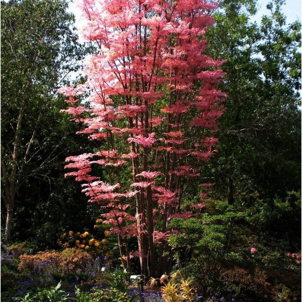 Cây cảnh có thể cao 20-30 m. 